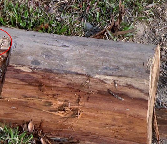 जिम्मेवार समितिको अभावमा बनमा चोरी तिव्र