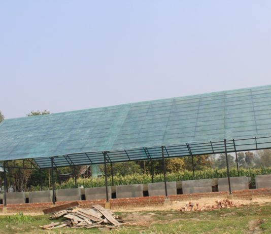 झापामा प्रदेश नम्बर १ कै पहिलो आलुको मूलबीउ उत्पादन कार्य शुरु