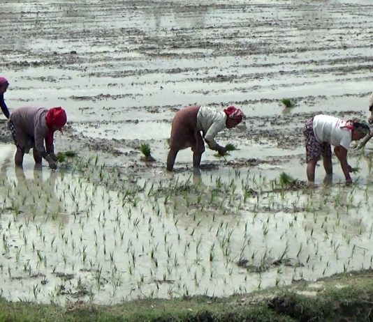 झापामा चैते धान रोप्ने कार्य झण्डै दोव्वरले बढ्यो