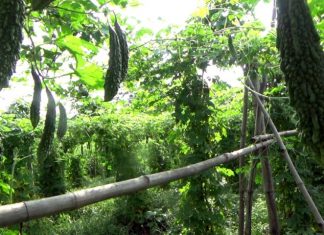 महिलाको मेहनेतले विनटोलको मुहार फेरिँदै