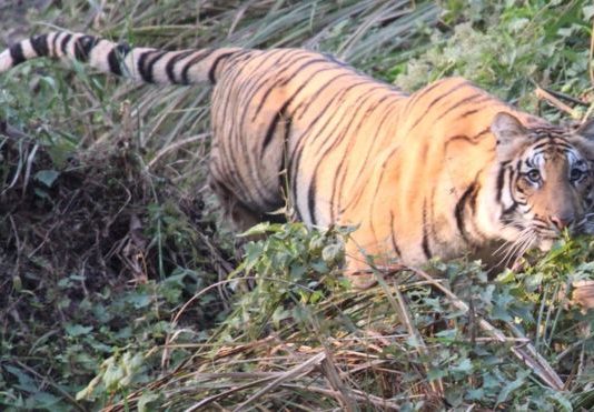 बाघ संरक्षणमा नेपालको असाधारण प्रगति